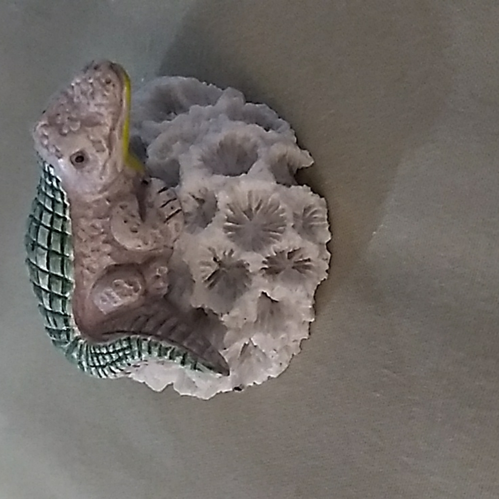 Alligator on Coral